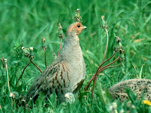 Laukirbe (perdix perdix)